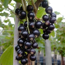 Titania (S) schwarze Johannisbeere Hochstamm hoher Ertrag ca 80-90 cm  4 L Topf