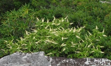 Mountain Pepper Bush {Clethra acuminata} 30+ seeds Free Shipping!