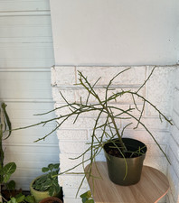 LARGE Euphorbia Tirucalli Briar Bush Pencil Cactus ROOTED Live Plant