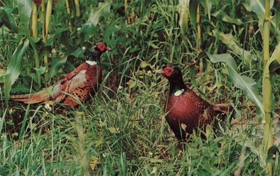 Postcard Ring-necked Pheasants
