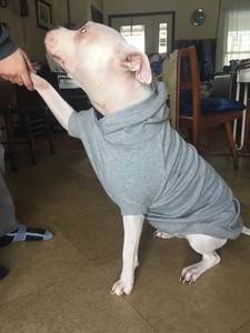 zack & zoey dog hoodie