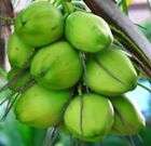 Dwarf Coconut sprouted Seeds from the Island two