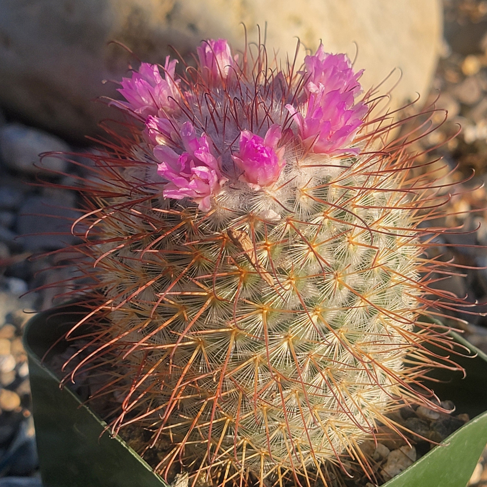 Mammillaria Bombycina