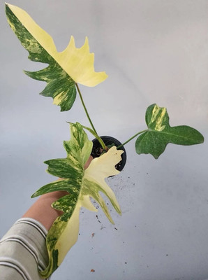 Philodendron Florida Beauty x Mayoi Real Picture Rare Plant