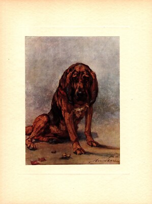 Antique Bloodhound Print c1910 Maud Earl Bloodhound Art Print Wall Art 5012e