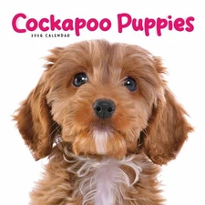 Carousel Worldwide, Cockapoo Puppies 2026 Mini Wall Calendar
