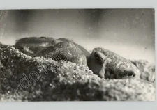 A Close Up Of A FIDDLER CRAB Burying Itself in Sand. VTG Press Photo Pets PIX