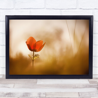 Blume Bokeh Hintergrundbeleuchtung Hintergrundbeleuchtung Rot Romantik Romantisch Garten Wandkunstdruck