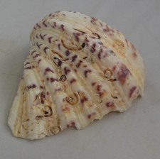 LARGE DECROTIVE SHELL MULTICOLOR
