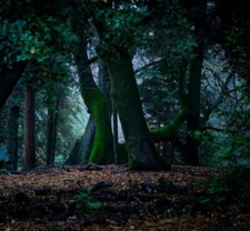 FOREST BLEND Fragrance Oil to craft Candles Soaps Lotions Bath products