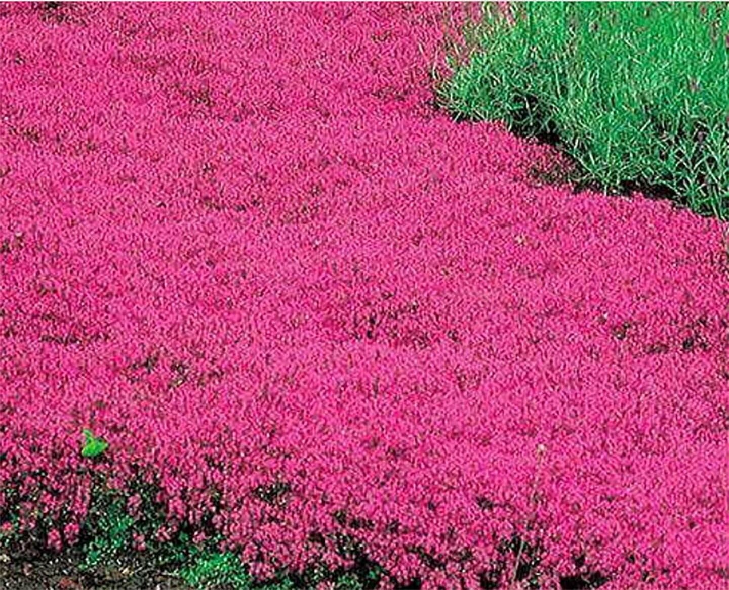 Creeping Thyme SCARLET Red Ground Cover 4" Perennial Rock Garden 1000 Seeds!