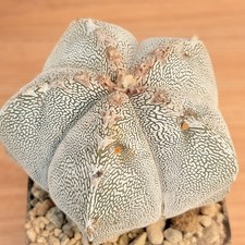 Astrophytum onzuka  ,  pot 10 cm   (Cod. V76)