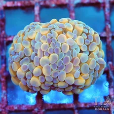 Bi-Color Orange Hammer (1-2 Heads) - NOT WYSIWG |