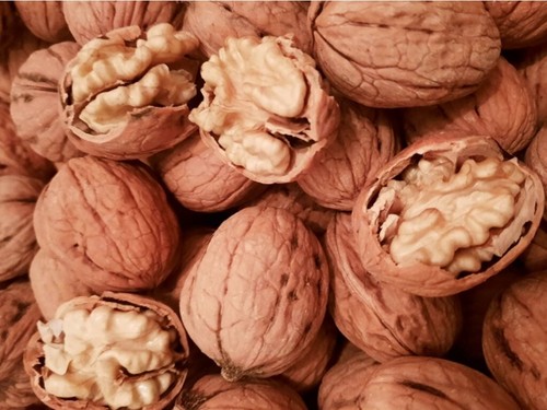 rare extrafertile: CHANDLER - WALNUT- 8seeds ready- for --planting - Picture 2 of 2