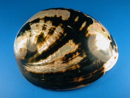 Haliotis cracherodi, Beautiful Color, Polished, 105.5mm, California ...