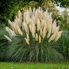 White Pampas Grass 20 Seeds Fluffy Perennial Garden Plant Free Shipping