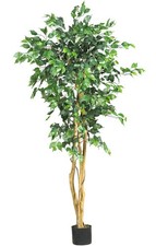 5 Ficus Silk Tree