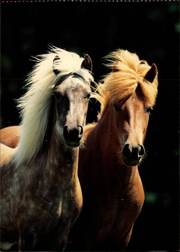 Pferde AK Postkarte - Heye 2001, Zwei Ponys, unten bestoßen