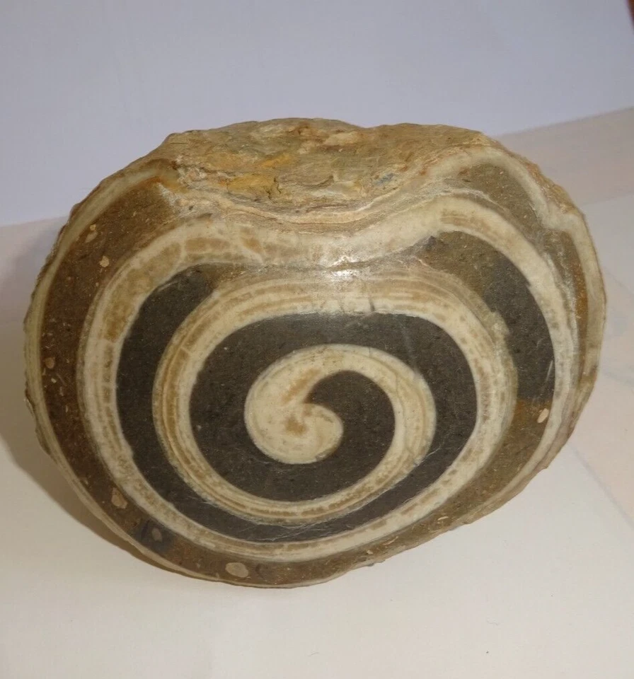 versteinerte Schnecke, ca. 770 Gramm schwer, ca. 80 x 80 x 65 mm - Bild 4 von 4