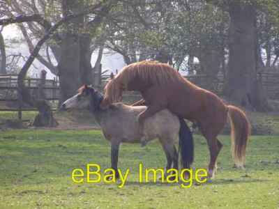 Foto 6x4 Hengst und Stute, Pilley Kleingärten, New Forest Bull Hill\/SZ3 um 2007
