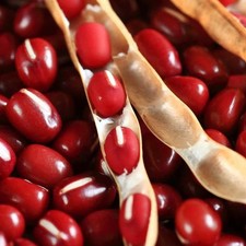 Adzuki Red Bean Seeds - 50 Count - For 2026 Planting USA Vegetable Asian Azuki