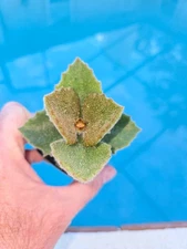 Kalanchoe beharensis 'Fang' - Rare Succulent Well Rooted Plant - in pot