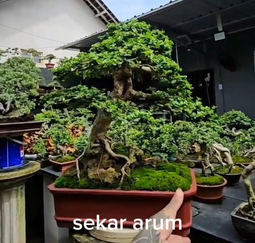 Bonsai Tree. Actuall Nyata Bonsai Premna microphylla