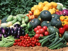 Huge 300,000 Veggie Fruit & Sprout Garden Seeds 50+ Varieties, SURVIVALIST CACHE
