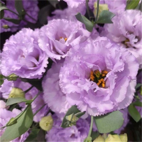 300 Stück Eustoma Grandiflorum Samen Outdoor Blumensamen Garten Hof DekoSeeds - Afbeelding 20 van 24