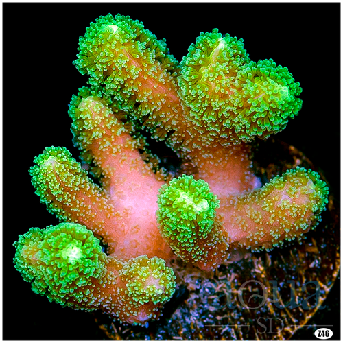 060 AquaSD Live Coral ORA Birdsnest AquaSD Live Corals / Frag eBay