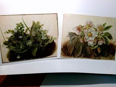 Flora. 2 x Alte Ansichtskarte / Künstlerkarte farbig ungel. Alter o.A.,1 x  E. E