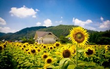 Landscape nature sunflowers plants outdoors flowers Custom Gaming Mat Desk