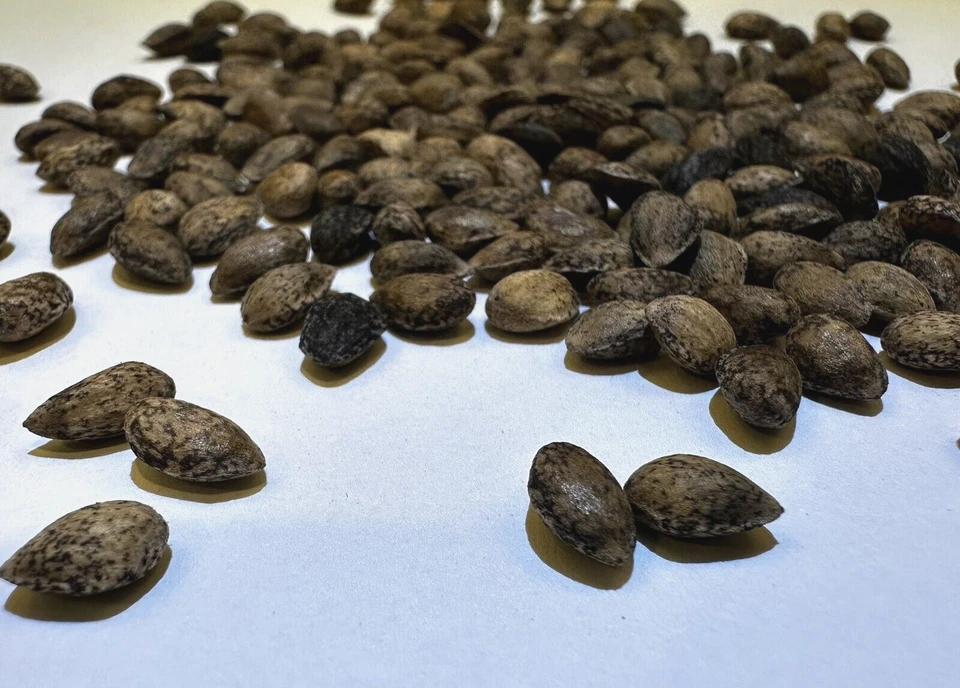 Ponderosa Pine TREE SEEDS (Pinus ponderosa) FRESH SEEDS! - Image 2 of 4