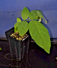 Annona macrocalyx — photo 2