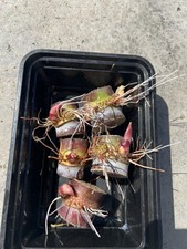 5pcs Dark Green Sugarcane Cutting Ready To Plant