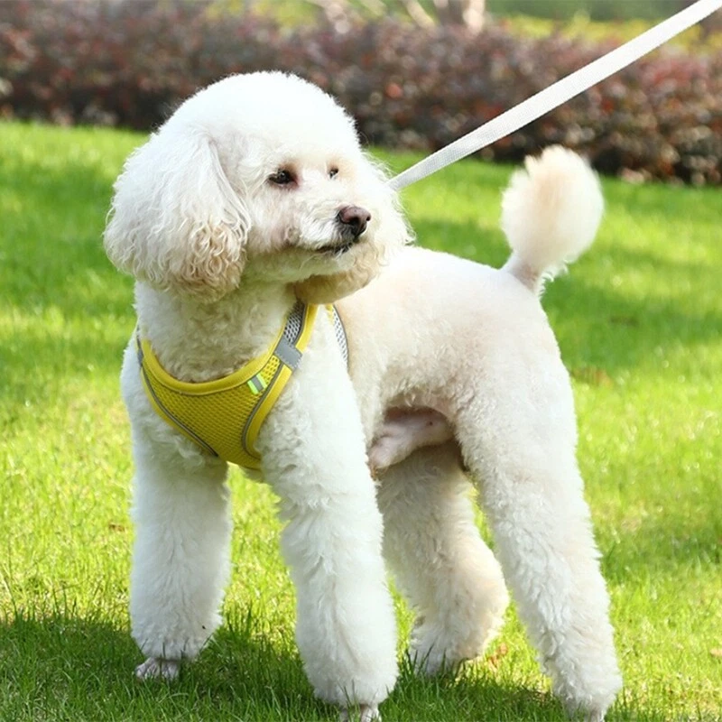 Dog Harness Leash Set for Small Dog Adjustable Puppy Harness Vest Bulldog9016