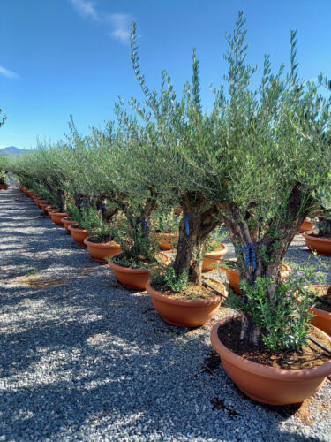 Knorriger XXL Olivenbaum 80 Jahre Bonsai Olea Europaea 200-250cm im Dekotopf - Bild 1 von 12