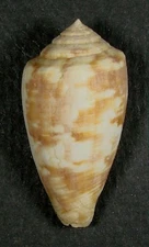 CONUS NOVAEHOLLANDIAE 38.31mm SUPER CHOICE SPECIMEN Port Hedland, West Australia