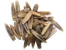 Avoine Bio Avoine - Avena Sativa (Engrais Vert) SEM06