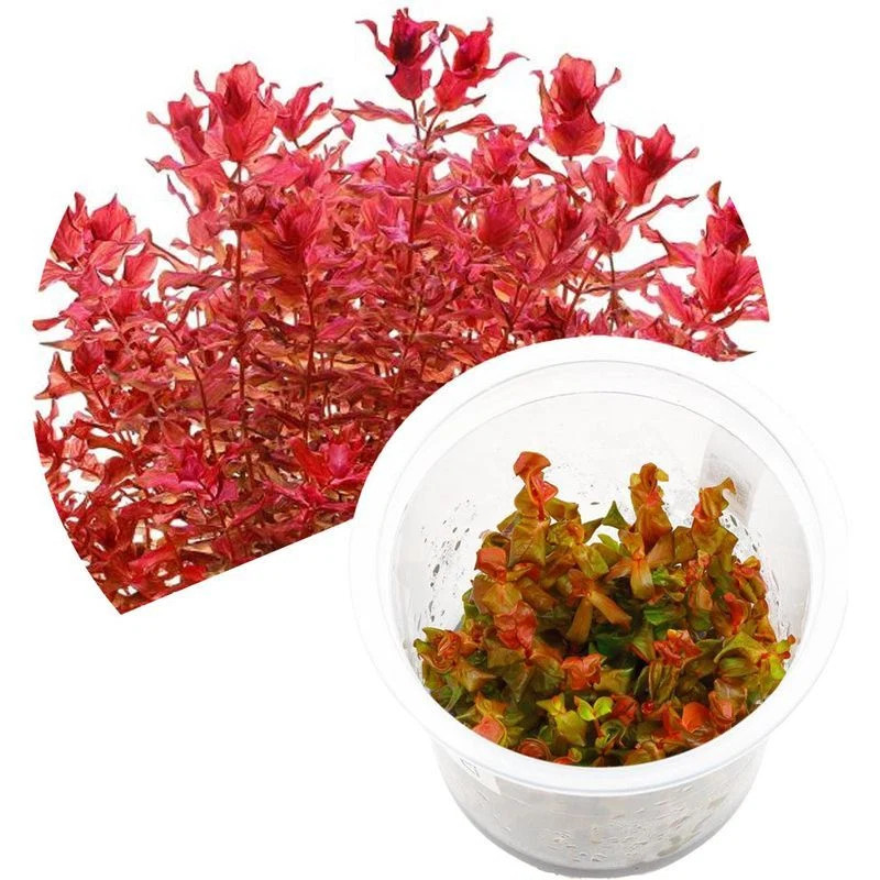 ADA Rotala Macrandra