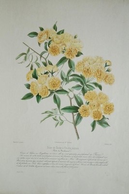Rose de Banks à fleurs jaunes. Original Lithographie von Schmitz nach Maubert.