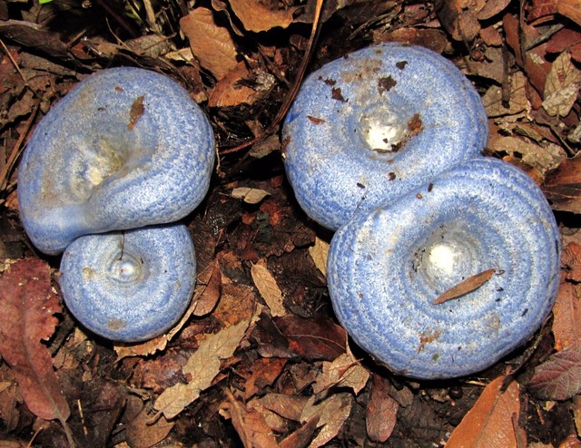 Lactarius indigo psychedelic