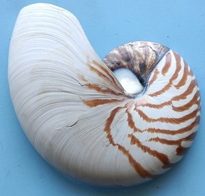 Natural Nautilus Seashell Cut Single Half 1/2 shell Just Over 7 Inches Beautiful