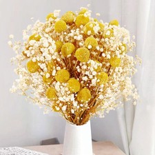 50 Pcs Dried Billy Balls  White Baby  s Breath Flowers, 16" 30Pcs Dried Yello...