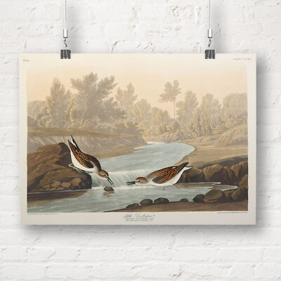 John James Audubon: Little Sandpiper from Birds of America. Art Print/Poster
