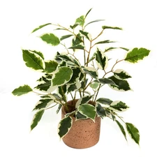 12.8'' Fake Plants Ficus Plasitc Leaves Artificial Plants with Rustic Cement ...
