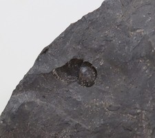 Brachiopode, Lingula mytilloides, Karbon, Siersdorf, Aldenhoven,Deutschland-m948