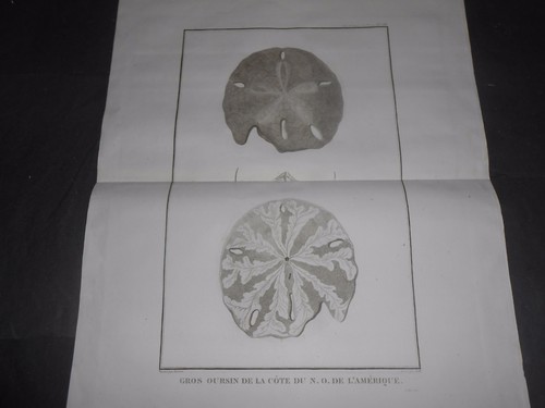 1797 INCISIONE RAME RICCI ZOOLOGICI 2 NORD AMERICA ATLAS DE LA PEROUSE - Foto 2 di 4