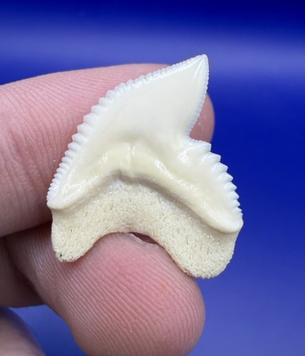 #ad Quality White Serrated Modern 1.01” Tiger Shark Tooth $30.00