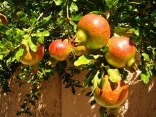 Punica granatum Compact, Semi-Dwarf Pomegranate, patio shrub, fruit, rare